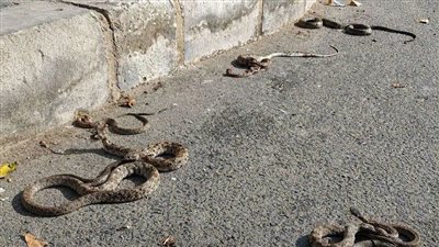 ظهور الثعابين 